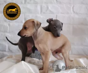 Photo №2 to announcement № 88043 for the sale of italian greyhound - buy in Poland breeder