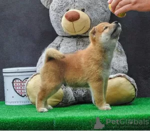 Additional photos: Shiba Inu puppies