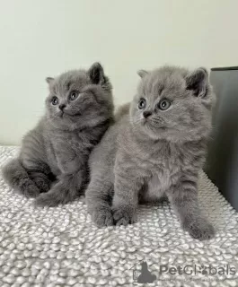 Photo №1. british shorthair - for sale in the city of Berchtesgaden | negotiated | Announcement № 128688