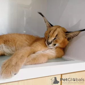 Photo №3. Train caracal cat for sale and caracat cat for adoption. United States