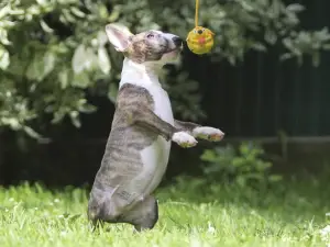 Additional photos: We had great puppies of the Miniature Bull Terrier.