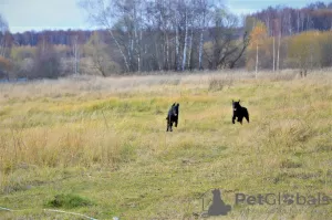 Additional photos: Straight Coated Retriever Puppy