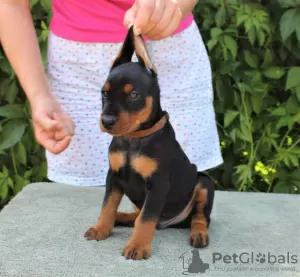 Additional photos: German Pinscher Puppies