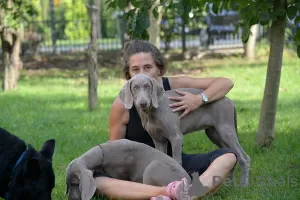 Photo №3. Weimaraner puppy. Serbia