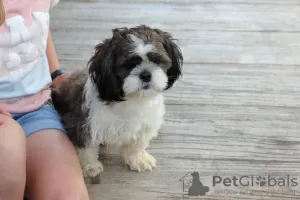 Photo №1. shih tzu - for sale in the city of Freiburg im Breisgau | negotiated | Announcement № 44775