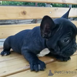 Photo №4. I will sell french bulldog in the city of Lindow. private announcement - price - 260$