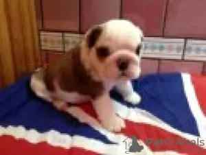 Photo №1. english bulldog - for sale in the city of Prague | 634$ | Announcement № 45622