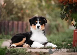 Photo №3. Australian Shepherd (Aussie) puppies. Russian Federation