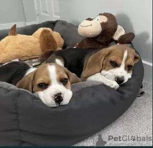 Additional photos: For sale English Beagle puppies