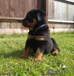 Additional photos: Cute Rottweiler puppies