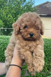 Photo №3. Poodle puppies. Serbia