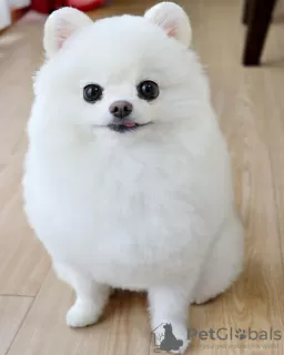 Additional photos: White beautiful female Pomeranian