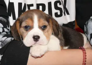 Photo №2 to announcement № 3850 for the sale of beagle - buy in Russian Federation from nursery, breeder