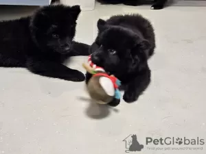 Additional photos: Svensk Lapphund puppies FCI