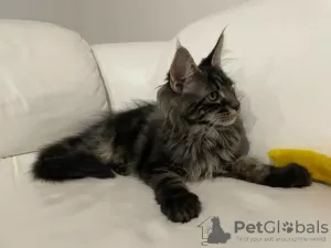 Additional photos: Maine Coon kittens