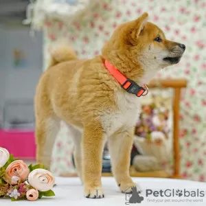 Additional photos: Shiba inu. Puppies