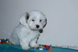 Additional photos: Havanese puppies