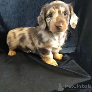 Photo №3. Long Haired Daschund Puppies For Sale. United States