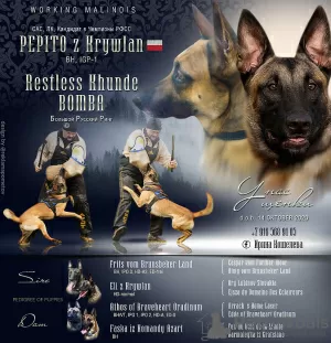 Photo №1. belgian shepherd - for sale in the city of Balashikha | 475$ | Announcement № 8575