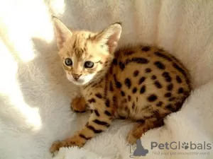 Photo №1. savannah cat - for sale in the city of Jenalöbnitz | 471$ | Announcement № 130252