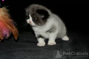 Additional photos: Scottish Fold