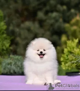 Photo №2 to announcement № 115142 for the sale of pomeranian - buy in Russian Federation private announcement, from nursery