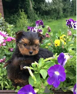 Photo №2 to announcement № 51122 for the sale of yorkshire terrier - buy in United States private announcement