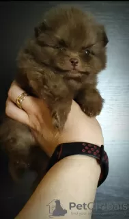 Additional photos: Pomeranian Spitz, puppies. Mini bears