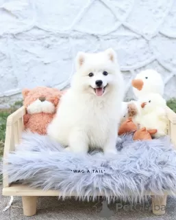 Photo №4. I will sell samoyed dog in the city of Гамбург. private announcement, from nursery, from the shelter - price - 528$