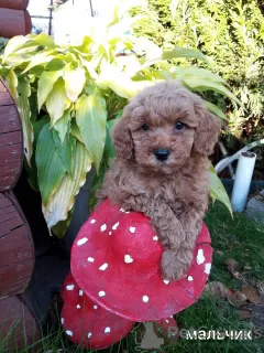 Photo №4. I will sell poodle (toy) in the city of Minsk. breeder - price - 400$