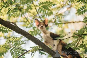 Photo №4. I will sell devon rex in the city of Москва. from nursery, breeder - price - 1000$