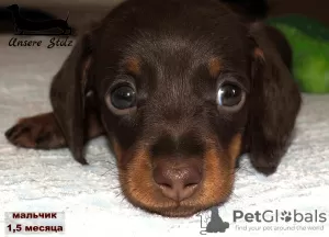 Photo №4. I will sell dachshund in the city of Москва. breeder - price - 651$