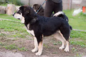 Photo №2 to announcement № 3354 for the sale of tibetan mastiff - buy in Russian Federation from nursery, breeder