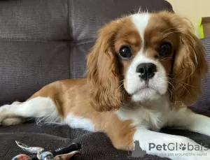 Photo №2 to announcement № 105775 for the sale of cavalier king charles spaniel - buy in Russian Federation private announcement