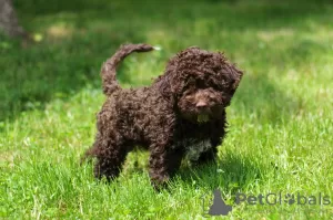 Additional photos: Lagotto Romagnolo puppies