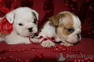 Photo №1. english bulldog - for sale in the city of Гаджар | Is free | Announcement № 113562