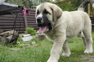 Additional photos: Spanish mastiff puppies