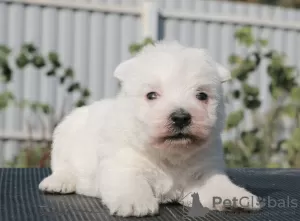 Additional photos: West Highland White Terrier puppies girls