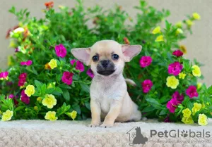 Photo №3. Chihuahua girl. Russian Federation