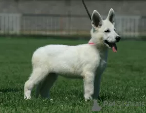 Additional photos: White Swiss Shepherd puppies