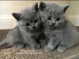 Photo №2 to announcement № 71717 for the sale of british shorthair - buy in Australia private announcement, breeder