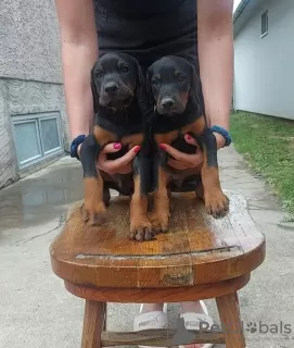 Photo №3. DOBERMAN puppies of the highest quality. Serbia