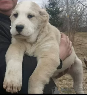 Photo №4. I will sell central asian shepherd dog in the city of Благоевград. from nursery, breeder - price - 687$