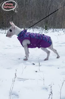 Additional photos: Standard bull terrier. Puppies