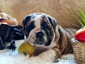 Additional photos: English bulldog babies