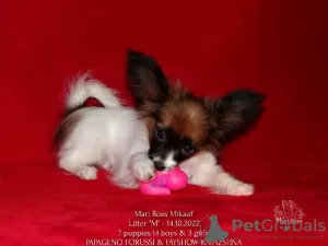 Photo №2 to announcement № 39355 for the sale of papillon dog - buy in Russian Federation from nursery