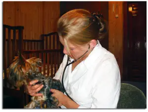 Photo №2. Veterinarian Services in Belarus. Price - 11$. Announcement № 452