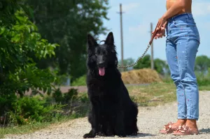 Additional photos: puppies German long-haired shepherd-boys and girls KSU / FCI, 33 days, book