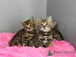 Photo №2 to announcement № 114888 for the sale of bengal cat - buy in United States private announcement