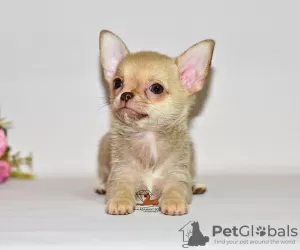 Photo №4. I will sell chihuahua in the city of Москва. from nursery, breeder - price - 552$